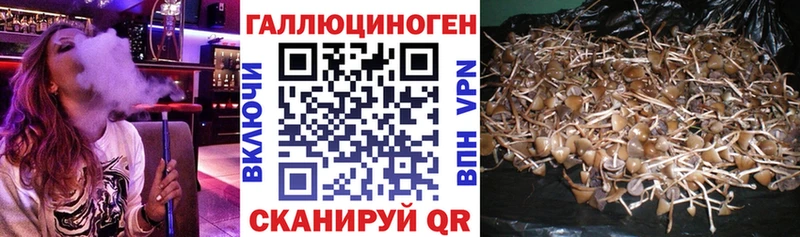 купить наркотики цена  Ачинск  Галлюциногенные грибы GOLDEN TEACHER 